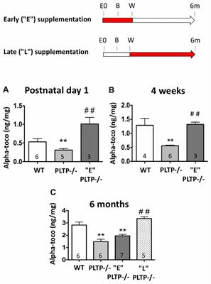 Brain Vitamin E Deficiency During Development Is Associated With Increased Glutamate Levels and Anxiety in Adult Mice